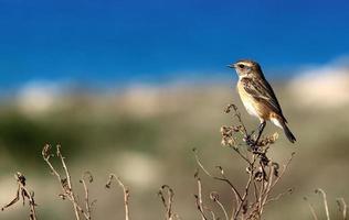 Birds in a city park on the seashore in Israel. photo