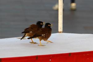 Birds in a city park on the seashore in Israel. photo