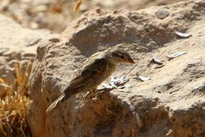 Birds in a city park on the seashore in Israel. photo