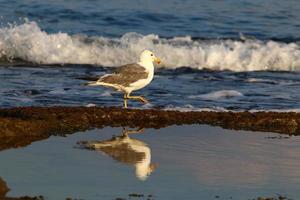 Birds in a city park on the seashore in Israel. photo