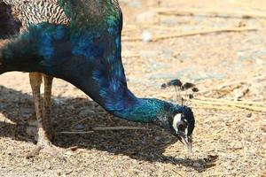 pájaros en un parque de la ciudad a la orilla del mar en israel. foto