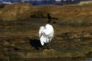 White heron on the shores of the Mediterranean Sea catches small fish. photo