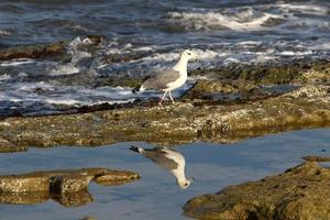 Birds in a city park on the seashore in Israel. photo