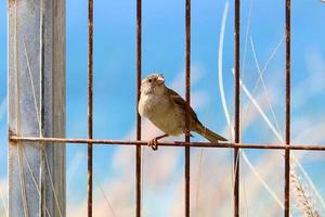 Birds in a city park on the seashore in Israel. photo