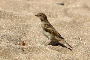 Birds in a city park on the seashore in Israel. photo