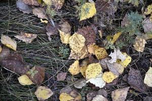 Autumn foliage on the soil in the forest. Beautiful yellow and red leaves. photo