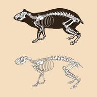 Skeleton agouti vector illustration