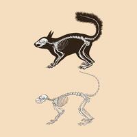 Skeleton squirrel vector illustration