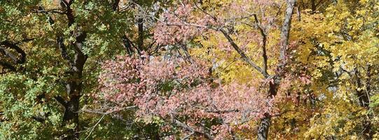 fragmento de árboles cuyas hojas cambian de color en la temporada de otoño foto