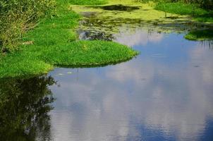 paisaje de verano con un gran pantano salpicado de lenteja de agua verde y vegetación de pantano foto