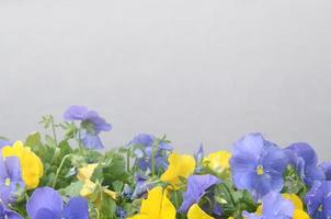 hermosos pensamientos florecientes violetas y amarillos en el jardín de primavera foto