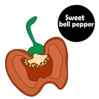 Sweet red bell pepper. ripe seeds. Paprika. Fragrant spice. farm product vector