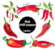 set of hot, burning chili peppers - whole pod on branch, ripe vegetable, cut in half with seeds, bunch of pepper tied with  rope. Vector graphics. Eco-friendly, without nitrates.