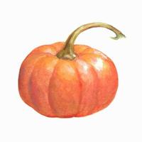 Watercolor pumpkin close-up. Hand-drawn. Isolated on a white background. Vector illustration of vegetables.