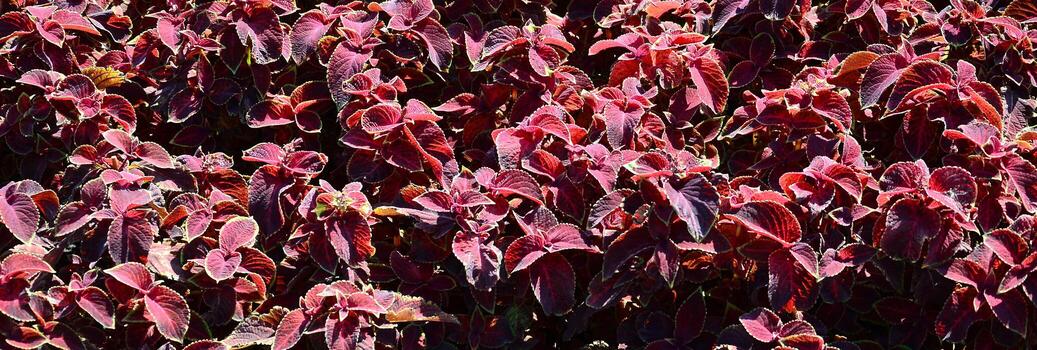 ortiga pintada, fondo de hojas variegadas decorativas. hojas rojas y verdes de la planta de coleo foto