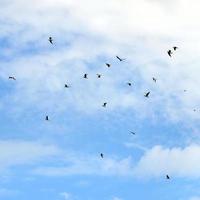 muchas gaviotas blancas vuelan en el cielo azul nublado foto