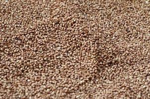 Background texture of a large pile of buckwheat. Many buckwheat grains close-up in daylight photo