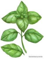 Green basil spring, watercolor vector