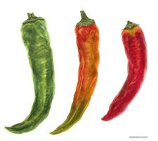 Three hot chili peppers, green, orange, red vector
