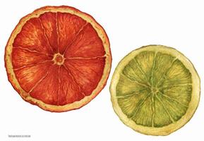 Christmas Watercolor Slices of Dried Oranges vector
