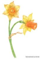 Daffodil Narcissus branch vector