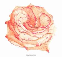 Two-tone cream coral rose flower vector