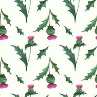 Floral seamless pattern with wild thistle vector
