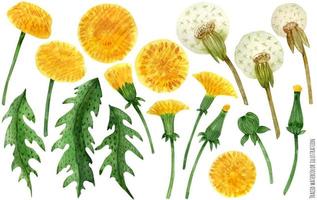 Watercolor dandelion flowers and leaves vector