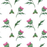 Floral seamless pattern with Scottish wild thistle vector