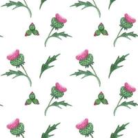 Thistle Flower watercolor seamless pattern vector