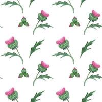 Thistle Flower watercolor seamless pattern vector