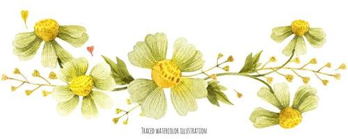 Meadow wild plants vignette vector