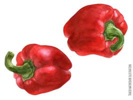 Traced watercolor illustration of bell peppers vector