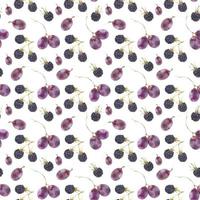 Grape and Blackberry seamless pattern by traced watercolor vector