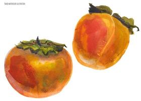 Two orange fruits of persimmon vector