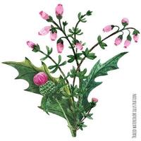 Scottish wild plants boutonniere, thistle bouquet vector
