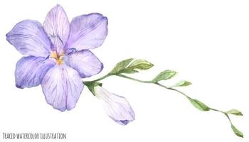 Freesia light violet flower vector