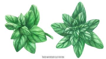 Fresh green sprigs of marjoram, botanical watercolor vector