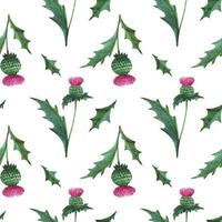 Thistle Flower watercolor seamless pattern vector