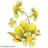 Meadow wild plants boutonniere vector