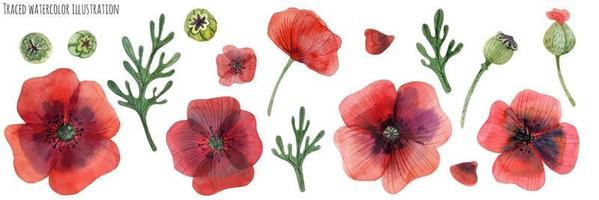 Set of Red Poppies vector