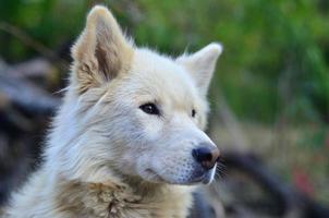 Portrait of the White Siberian Samoyed husky dog with heterochromia a phenomenon when the eyes have different colors in the daytime outdoors photo