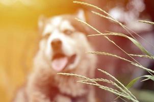Arctic Malamute with blue eyes muzzle portrait close up throught the green grass stems with selective focus photo