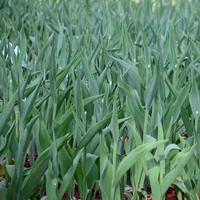 Lots of green stems from red tulips grow in a flowerbed photo