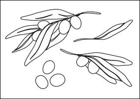 Branches of olives with ripe olives. Black and white illustration. Botanical drawing in linear style. Separate elements on a white background. vector