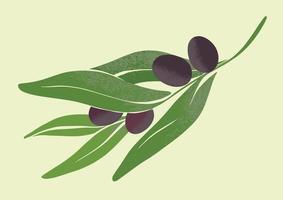 Olive branch with ripe olives. Illustration of local farming. Botanical drawing in modern style. Fresh greens for design. vector