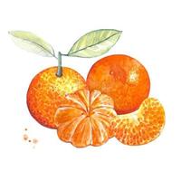 mandarinas maduras y rodaja de mandarina, ilustración acuarela vector