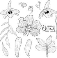 Hand drawn illstration orchid flower vector set