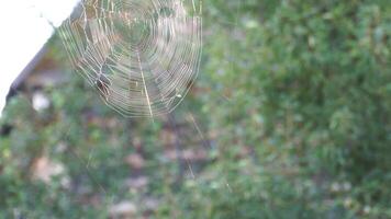 telaraña en el viento video