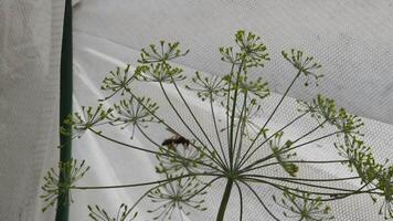 Seeds of dill and wasp video